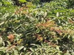 mango tree