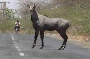 nilgay