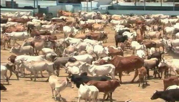 ગૌશાળાઓ અને પાંજરાપોળમાં ગાયોના નિભાવ માટે વધુ સહાય આપવા રાજ્ય સરકારને રજુઆત