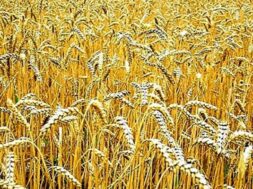 wheat-1