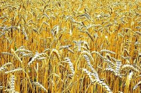 wheat-1