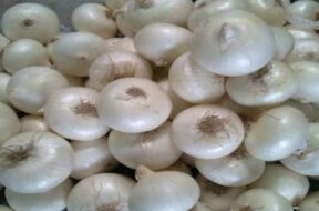 white onion-1