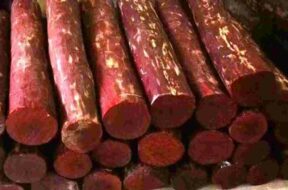 1600x960_1093277-red-sandalwood-logs