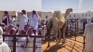 આ ઊંટની કિંમત જાણીને તમે પણ ચોંકી જશો- સાઉદીમાં થયેલી ઊંટની હરાજીમાં કરોડોની કિંમતમાં વેચાયો આ ઊંટ