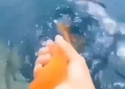 માછલી અને એક વ્યક્તિની અનોખી મિત્રતાનો વીડિયો વાયરલ