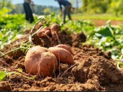 Farming Potato