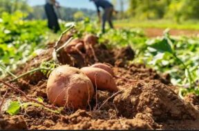 Farming Potato