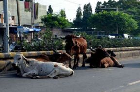 Rajkot cattle-1