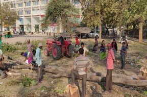 tree-cuting in ahmedabad-1