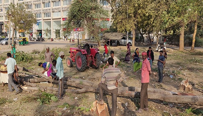 ગુજરાતમાં ગ્રીન કવરમાં ચિંતાજનક ઘટાડો, વિકાસના નામે 10 લાખથી વધુ વૃક્ષોનું નિકંદન કઢાયુ