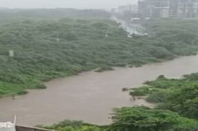 vishamitri river (2)