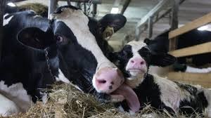 શું તમે જાણો છો ગાયના ઓડકારમાંથી નીકળતો મીથેન વાતાવરણને પહોંચાડે છે નુકશાન-  બ્રિટનની કંપની એ શોધ્યો તેનો ઉપાય