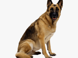 41-411848_german-shepherd-dog-png-image-dog-images-hd