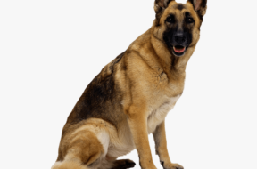 41-411848_german-shepherd-dog-png-image-dog-images-hd