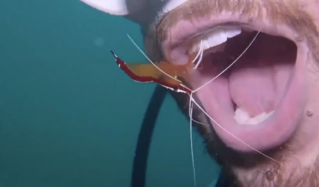 વીડિયો વાયરલ : ઝીંગા માછલીએ સ્કુબા ડાઇવરના મોંમાં ઘૂસીને તેના દાંત સાફ કર્યા
