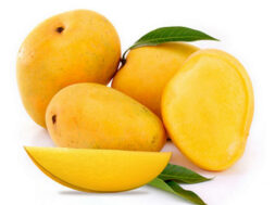 fresh-alphonso-mangoes-500×500