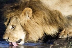 lion-1