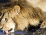 lion-1