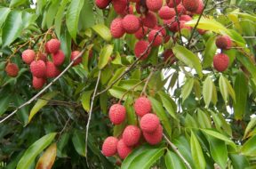 Litchi_chinensis_fruits