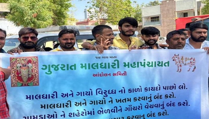 ગુજરાત સરકારે ઢોર નિયંત્રણ કાયદો પરત ન ખેંચતા માલધારીઓ દ્વારા સૌરાષ્ટ્રમાં સંમેલનો યોજાશે