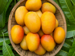_mangoes