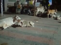 stray cows palanpur