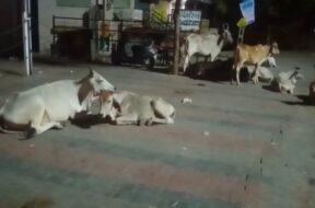 stray cows palanpur