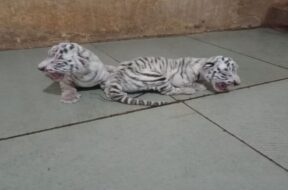 tiger,rajkot