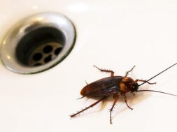 cockroach-in-kitchen-sink