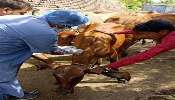 ગુજરાતના 17 જિલ્લામાં 50,000થી વધુ પશુઓ લમ્પી વાયરસનો ભોગ બન્યા, કુલ 1240 પશુનાં મોત