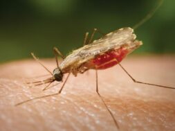 World-Malaria-Day-2022