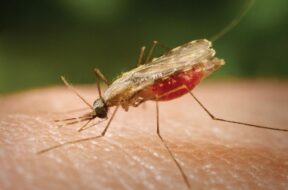 World-Malaria-Day-2022