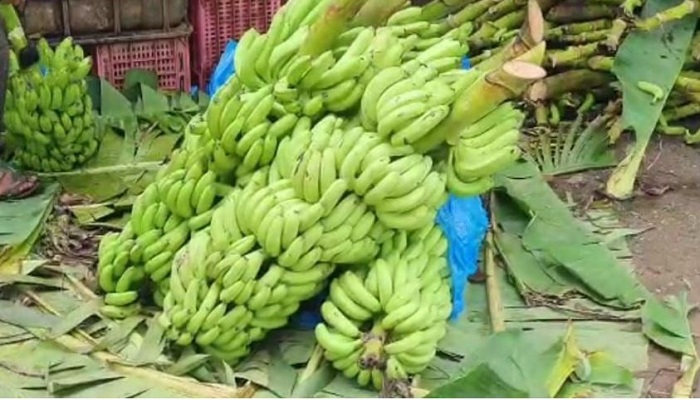કેળાના ભાવ આસમાને પહોચ્યા બાદ તળિયે બેસી જતાં ખેડુતોએ ટેકાના ભાવ જાહેર કરવા કરી માગ