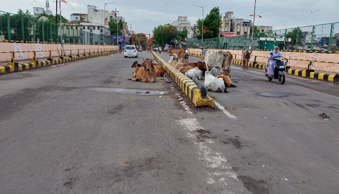 ભાવનગર શહેરમાં જાહેર રસ્તાઓ પર અડીંગો જમાવીને બેસતા રખડતા ઢોર, વાહનચાલકો પરેશાન