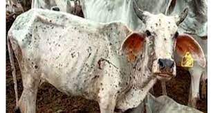 રાજસ્થાનના 7 જીલ્લાઓમાં લમ્પી વાયરસનો કહેર, અત્યાર સુધી 1500થી વધુ ગાયોના મોત – ગાયોની સારવાર માટે જેનેરિક અને બ્રાન્ડેડ દવાઓને મંજૂરી