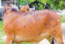 દેશમાં લંપી વાયરસનો કહેર, અત્યાર સુધી 58 હજાર ગાયોના મોત, 16 રાજ્યોમાં ફેલાયો છે આ વાયરસ