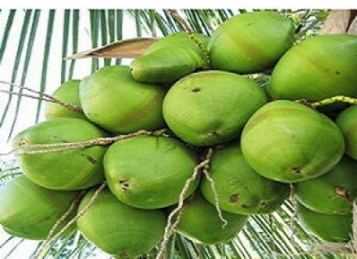 જુનાગઢ અને ગિર સોમનાથ જિલ્લો કેસર કેરી બાદ હવે નાળિયેરના ઉત્પાદનમાં અગ્રેસર બનશે
