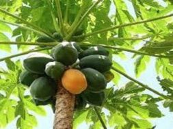 PAPAYA