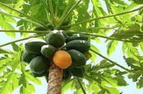 PAPAYA