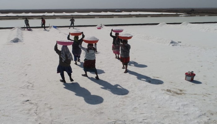 કચ્છના નાના રણમાં મીઠું પકવવા ગયેલા અગરિયાઓ વરસાદને લીધે ટ્રેકટર સાથે રેતીમાં ફસાયાં