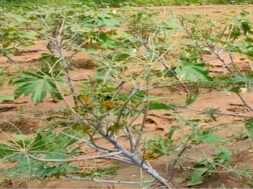 banaskentha, aranda, farmer