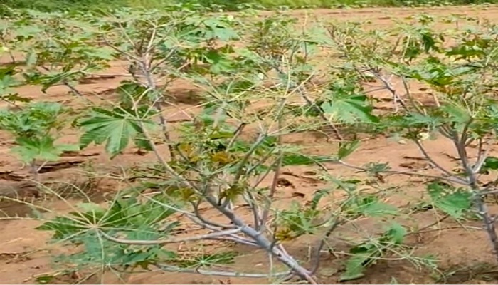 બનાસકાંઠામાં એરંડાના પાકમાં ઈયળોનો ઉપદ્રવથી પાક નિષ્ફળ જવાની દહેશત, ખેડુતો પરેશાન