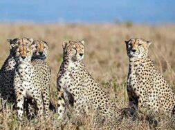 cheetah_1200x768_0_1200x768