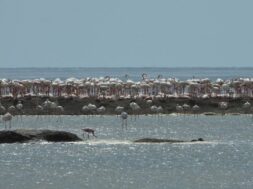 kutch, flamingo