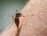 malaria-heart-failure_1200