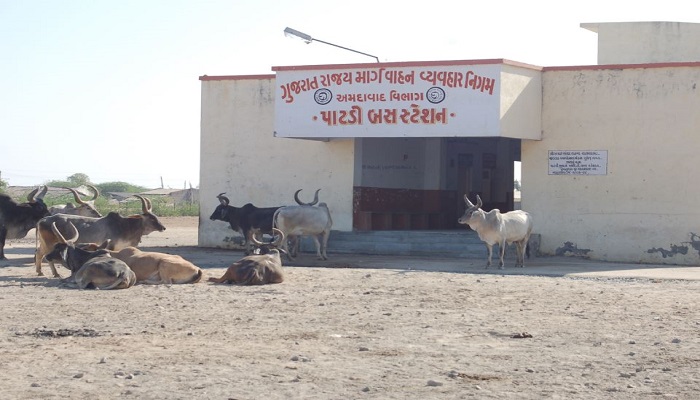 પાટડીનું એસટી બસ સ્ટેશન ધણીધોરી વિનાનું, રખડતા ઢોરનો અડિંગો, મુસાફરો પરેશાન
