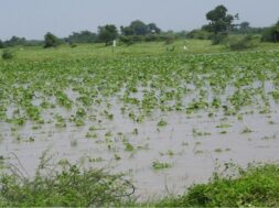 surendranagar, cotten, rain