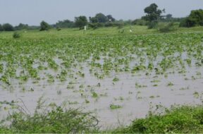 surendranagar, cotten, rain