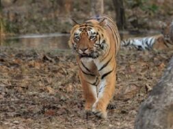 tiger 34