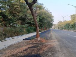 GANDHINAGAR TREE